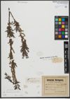 Foto von Salix triandra L. x Salix viminalis L.